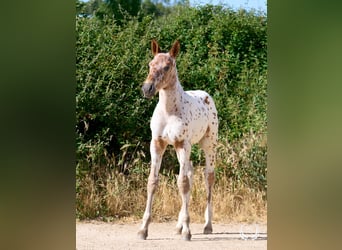Caballo de deporte español, Semental, Potro (01/2026), Atigrado/Moteado