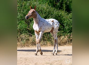 Caballo de deporte español, Semental, Potro (01/2026), Atigrado/Moteado