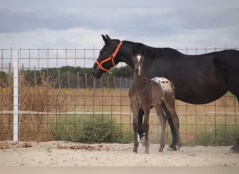 Caballo de deporte español, Semental, Potro (01/2025), Atigrado/Moteado