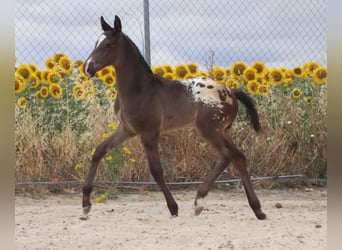 Caballo de deporte español, Semental, Potro (01/2025), Atigrado/Moteado