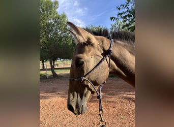 Caballo de deporte español, Semental, Potro (08/2026), Bayo