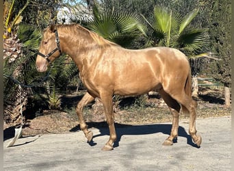 Caballo de deporte español, Semental, Potro (01/2024)