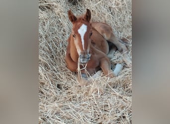 Caballo de deporte español, Semental, Potro (04/2026)