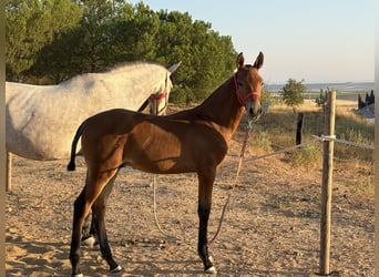 Caballo de deporte español, Semental, Potro (05/2026), Castaño