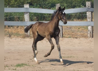 Caballo de deporte español, Semental, Potro (01/2025), Castaño
