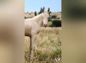 Caballo de deporte español, Semental, Potro (05/2024), Perlino