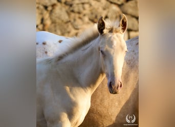 Caballo de deporte español, Semental, Potro (05/2024), Perlino