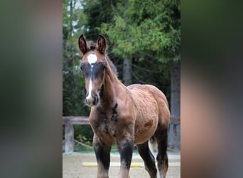 Caballo de deporte español, Semental, Potro (01/2025)