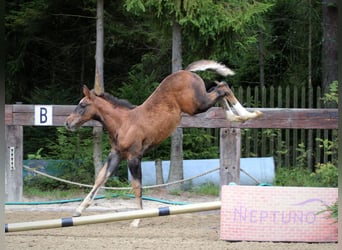 Caballo de deporte español, Semental, Potro (01/2025)