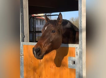 Caballo de deporte español, Yegua, 10 años, 160 cm, Castaño