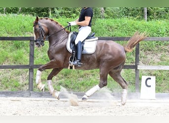 Caballo de deporte español, Yegua, 10 años, 162 cm, Castaño