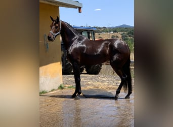 Caballo de deporte español, Yegua, 10 años, 166 cm, Castaño