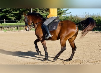 Caballo de deporte español, Yegua, 10 años, 170 cm, Castaño rojizo