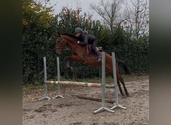 Caballo de deporte español Mestizo, Yegua, 11 años, 156 cm, Castaño oscuro