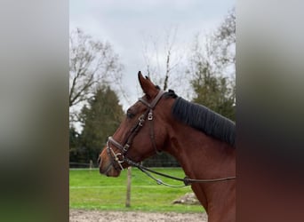 Caballo de deporte español Mestizo, Yegua, 11 años, 156 cm, Castaño oscuro