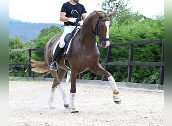 Caballo de deporte español, Yegua, 11 años, 162 cm, Castaño