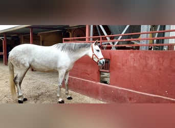 Caballo de deporte español, Yegua, 11 años, 162 cm, Tordo