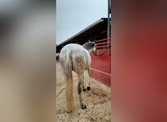 Caballo de deporte español, Yegua, 11 años, 162 cm, Tordo