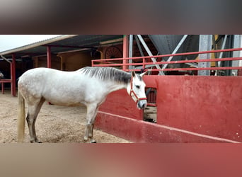 Caballo de deporte español, Yegua, 11 años, 162 cm, Tordo