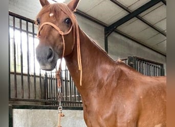 Caballo de deporte español Mestizo, Yegua, 11 años, 163 cm, Alazán-tostado