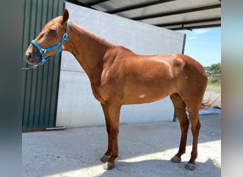 Caballo de deporte español Mestizo, Yegua, 11 años, 163 cm, Alazán-tostado