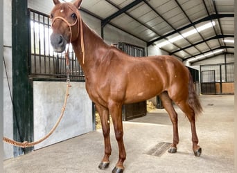 Caballo de deporte español Mestizo, Yegua, 11 años, 163 cm, Alazán-tostado