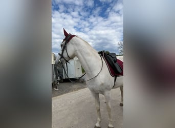 Caballo de deporte español Mestizo, Yegua, 12 años, 156 cm, Tordo