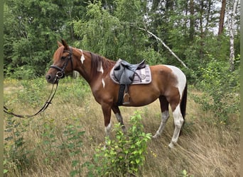 Caballo de deporte español, Yegua, 12 años, 160 cm, Alazán