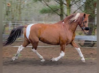 Caballo de deporte español, Yegua, 12 años, 160 cm, Alazán