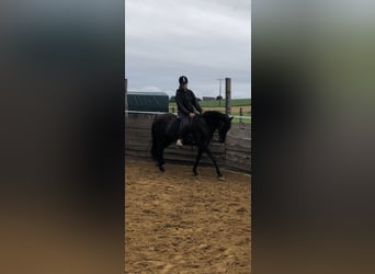 Caballo de deporte español Mestizo, Yegua, 12 años, 160 cm, Morcillo