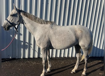 Caballo de deporte español, Yegua, 12 años, 162 cm, Tordo