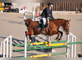 Caballo de deporte español, Yegua, 12 años, 165 cm, Alazán