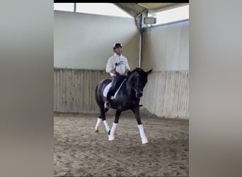 Caballo de deporte español Mestizo, Yegua, 13 años, 164 cm, Negro