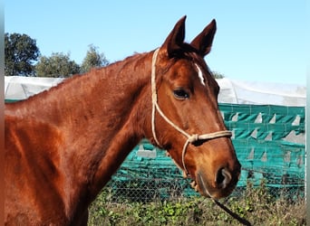 Caballo de deporte español, Yegua, 13 años, 169 cm, Alazán-tostado