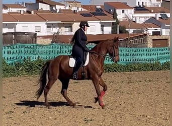 Caballo de deporte español, Yegua, 13 años, 169 cm, Alazán-tostado