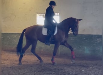 Caballo de deporte español, Yegua, 13 años, 169 cm, Alazán-tostado