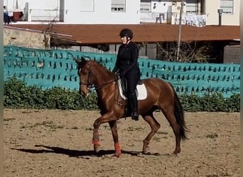 Caballo de deporte español, Yegua, 13 años, 169 cm, Alazán-tostado