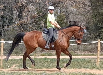 Caballo de deporte español, Yegua, 13 años, 174 cm, Castaño