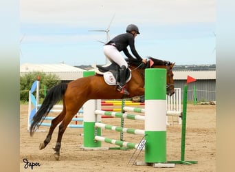 Caballo de deporte español Mestizo, Yegua, 13 años, Castaño