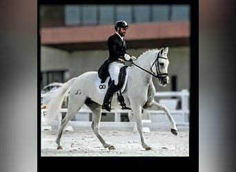 Caballo de deporte español, Yegua, 14 años, 167 cm, Tordo
