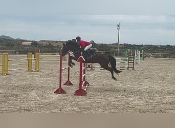 Caballo de deporte español, Yegua, 14 años, 168 cm, Castaño