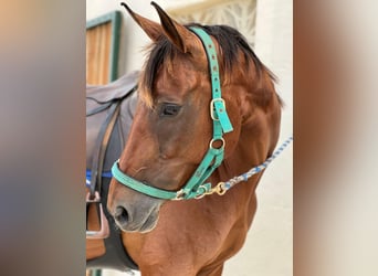 Caballo de deporte español, Yegua, 14 años, 168 cm, Castaño