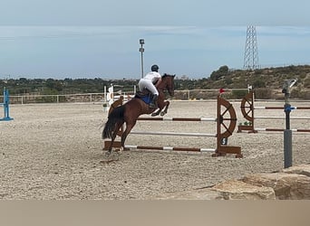 Caballo de deporte español, Yegua, 14 años, 168 cm, Castaño