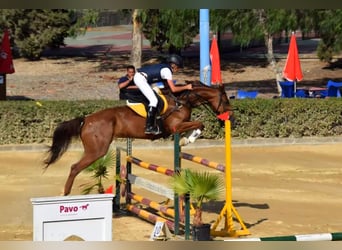 Caballo de deporte español, Yegua, 15 años, 166 cm, Alazán