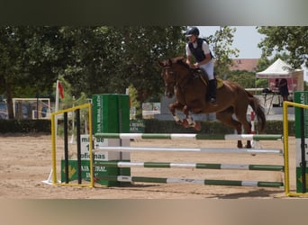 Caballo de deporte español, Yegua, 15 años, 166 cm, Alazán