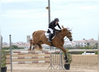 Caballo de deporte español, Yegua, 16 años, Alazán