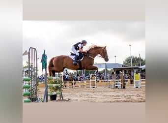 Caballo de deporte español, Yegua, 16 años, Alazán