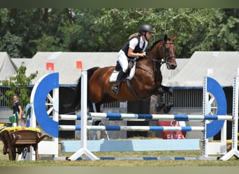 Caballo de deporte español, Yegua, 19 años, 160 cm, Castaño