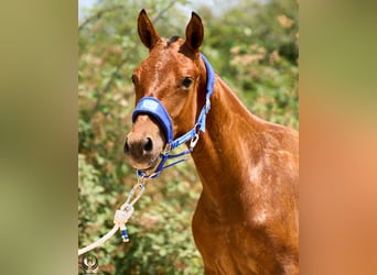 Caballo de deporte español, Yegua, 1 año, 145 cm, Castaño oscuro