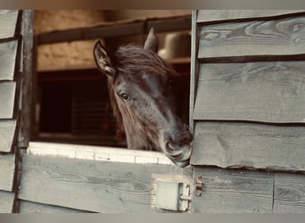 Caballo de deporte español, Yegua, 1 año, 149 cm, Negro
